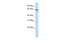 EHD4 Antibody, Novus Biologicals 0.05mg; Unlabeled:Antibodies, Polyclonal